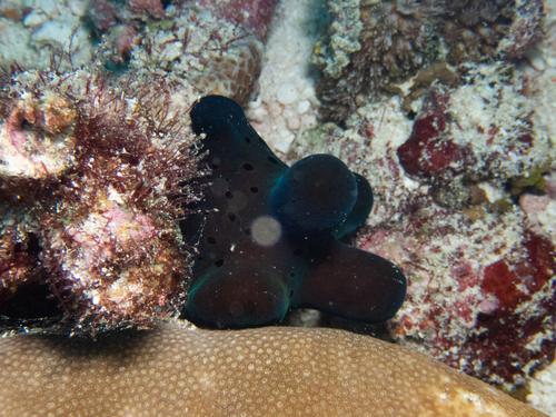 Velvet Snail — seen at this dive site