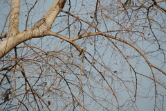 Hippolais polyglotta