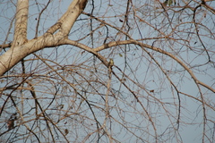 Hippolais polyglotta