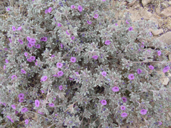 Tiquilia mexicana