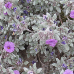 Tiquilia mexicana