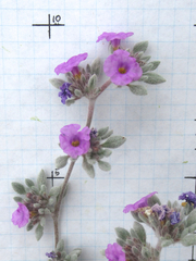 Tiquilia mexicana