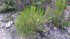 Melaleuca armillaris armillaris