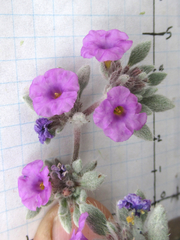 Tiquilia mexicana
