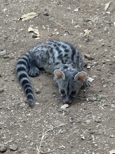 Central African Small-spotted Genet