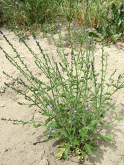 Verbena plicata