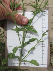 Verbena plicata