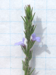 Verbena plicata
