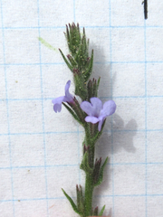 Verbena plicata