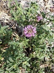 Monardella undulata