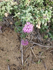 Monardella undulata