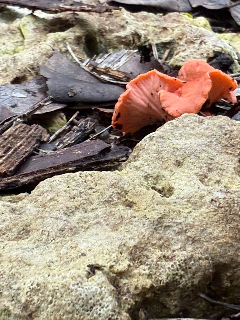 Cantharellus coccolobae · December 2025 · photo: © justanotherbirdbrain (iNaturalist, cc-by)