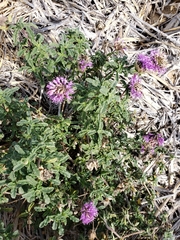 Monardella undulata