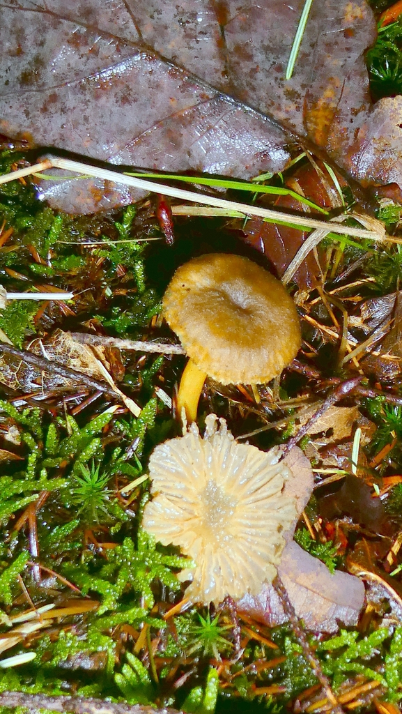 Craterellus tubaeformis · December 2025 · photo: © patricklm35 (iNaturalist, cc0)