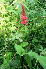 Bistorta amplexicaulis