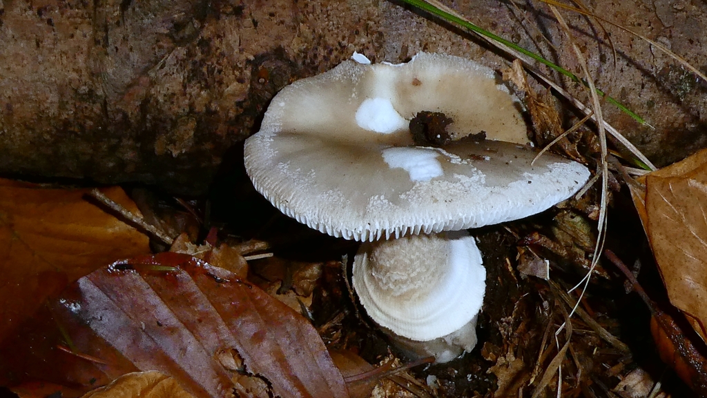 Amanita excelsa · December 2025 · photo: © patricklm35 (iNaturalist, cc0)