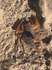 Smeringurus vachoni