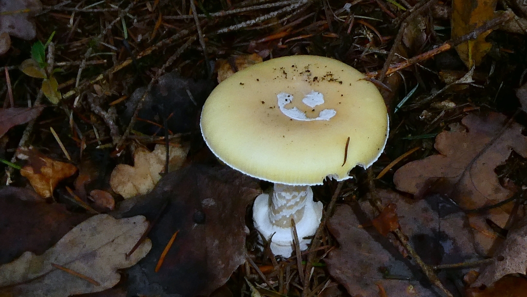Amanita junquillea