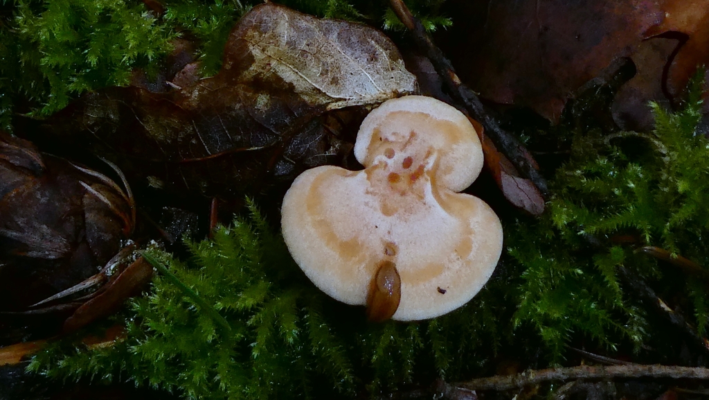 Lactarius chrysorrheus · December 2025 · photo: © patricklm35 (iNaturalist, cc0)