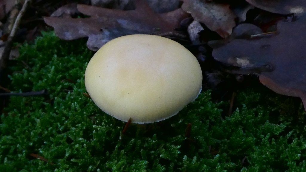 Amanita junquillea · December 2025 · photo: © patricklm35 (iNaturalist, cc0)