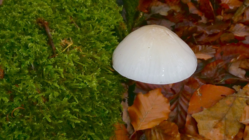 Oudemansiella mucida · December 2025 · photo: © patricklm35 (iNaturalist, cc0)