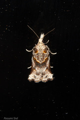 Harmologa amplexana