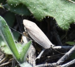 Prairiana
