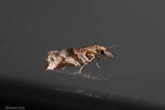 Harmologa amplexana