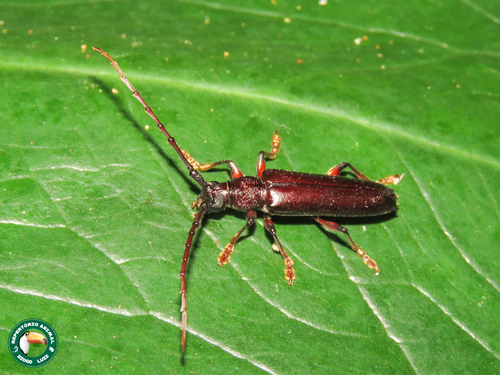 Coleoxestia waterhousei · NaturaLista Mexico