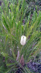 Melaleuca armillaris armillaris