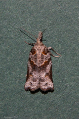 Harmologa amplexana