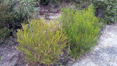 Melaleuca armillaris armillaris