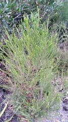 Melaleuca armillaris armillaris