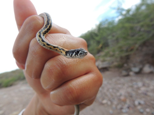 Black-necked Garter Snake