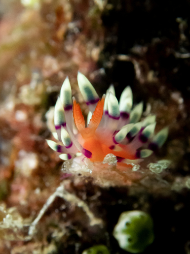 Desirable Flabellina — seen at this dive site