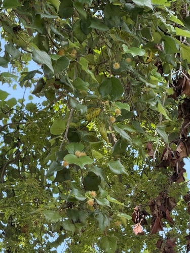 Haldu (Adina cordifolia)