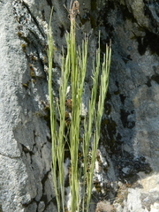 Arabis eschscholtziana