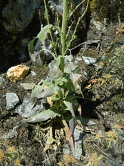 Arabis eschscholtziana