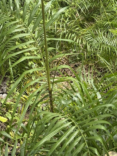 Common Rattan (Calamus rotang)
