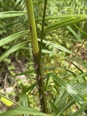 (c) Nadezhda Bortnikova, some rights reserved (CC BY) Calamus rotang, photograph (c) Nadezhda Bortnikova, some rights reserved (CC BY)