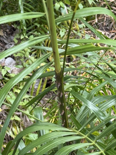 Calamus rotang, photograph 3