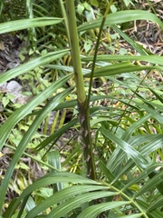 (c) Nadezhda Bortnikova, some rights reserved (CC BY) Calamus rotang, photograph (c) Nadezhda Bortnikova, some rights reserved (CC BY)