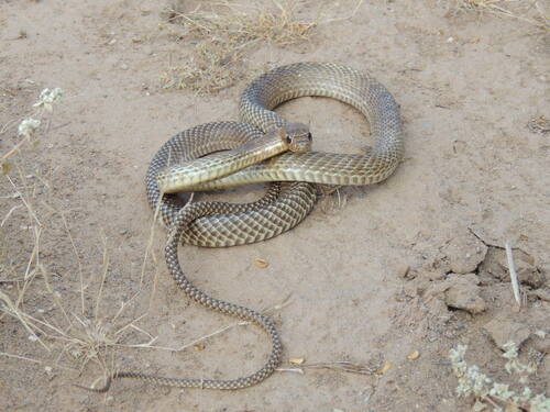 Gopher Snake