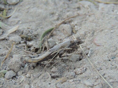 American Ground Mantises