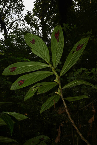 Columnea consanguinea, photograph 6