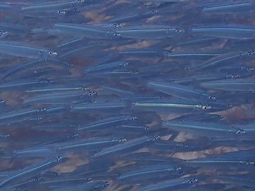Spratelloides, 2025-11-07