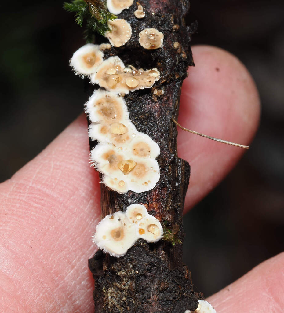 Stereum ochraceoflavum