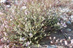 Veronica pimeleoides