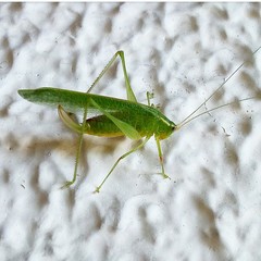 Phaneropterinae