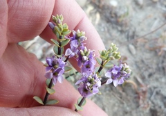 Veronica pimeleoides